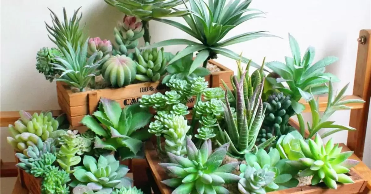 Factors to Consider When Mixing Succulents