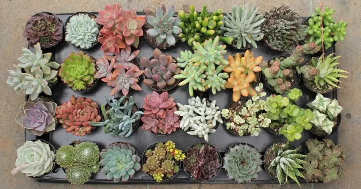 Proper Care and Maintenance for Mixed Succulents