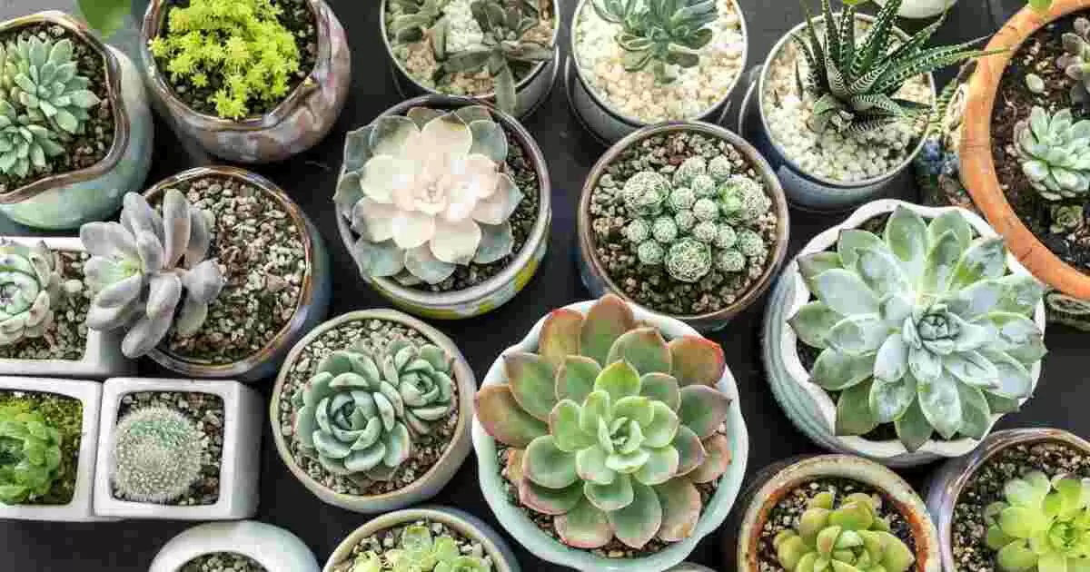 Safety Considerations When Eating Succulents