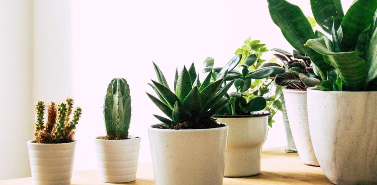 The best low light succulents to grow as houseplants