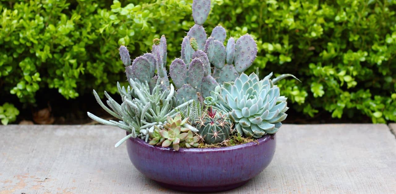 Tips for Displaying Succulent Bowls