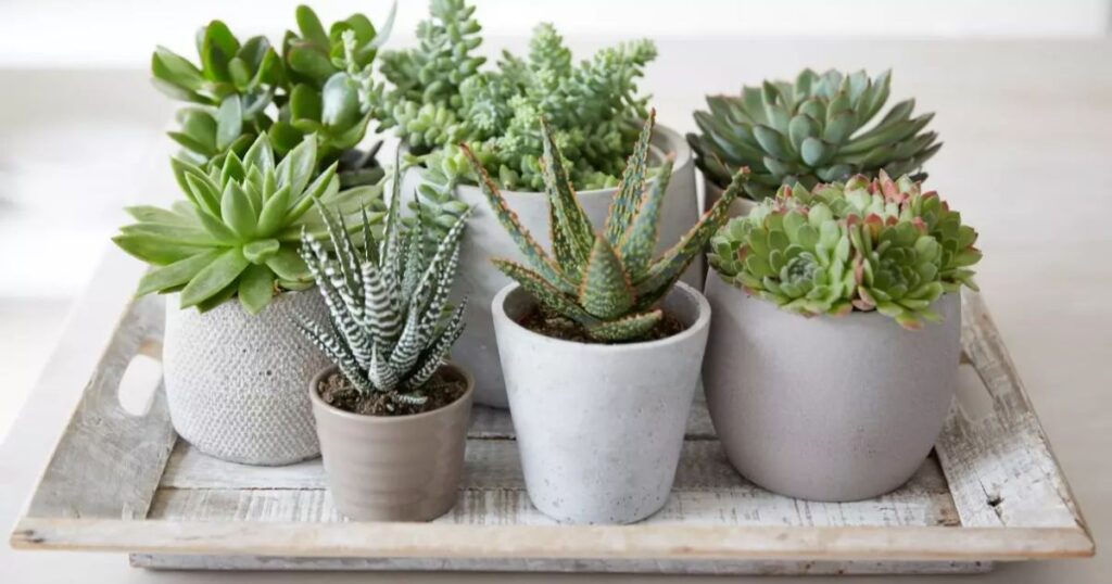 Tips for Finding the Perfect Sun Exposure for Your Succulents