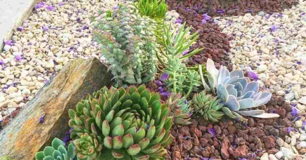 Tips for Protecting Succulents From Sunburn and Heat Stress